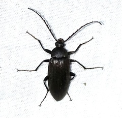 Capnochroa fuliginosa