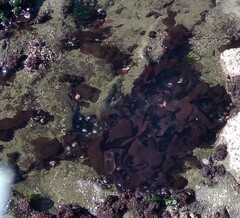 Sarcothalia crispata