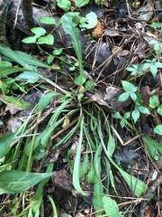 Silene virginica