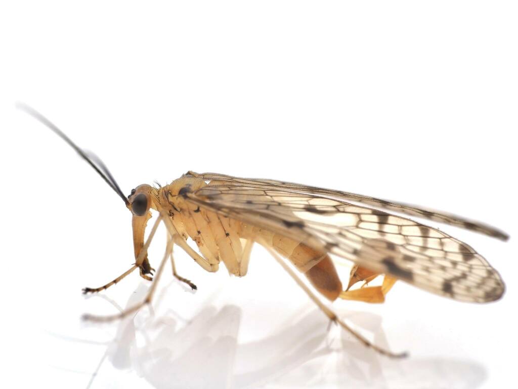 Clouded Scorpionfly