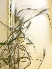 Elymus macgregorii