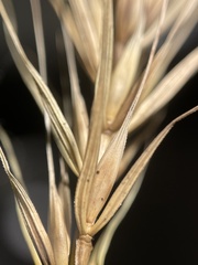 Elymus macgregorii