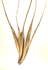 Elymus macgregorii