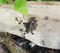 Crematogaster popohana