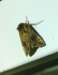 Ctenoplusia accentifera