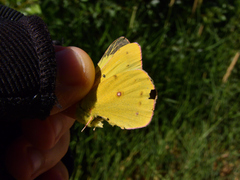 Colias philodice eriphyle