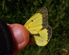 Colias philodice eriphyle