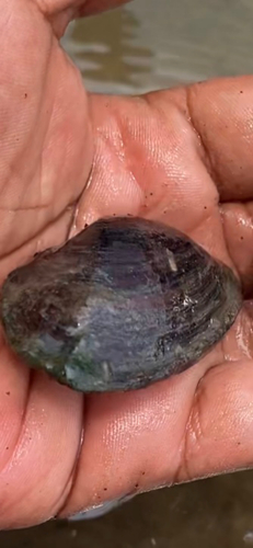 taxonomy_inaturalist image for Elliptio downiei