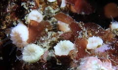 Cladopsammia eguchii