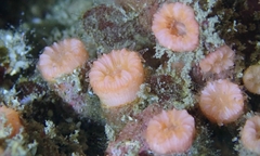 Cladopsammia eguchii