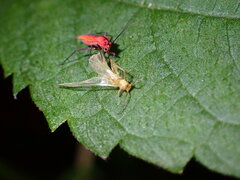 Alloperla