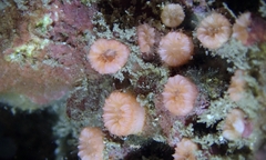 Cladopsammia eguchii