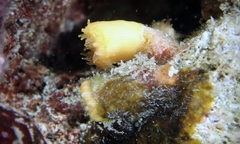 Cladopsammia eguchii