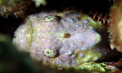 Antennatus tuberosus