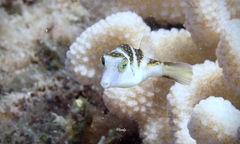 Canthigaster coronata