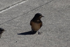 Hirundo rustica erythrogaster