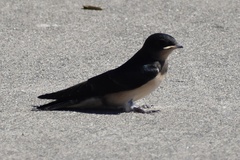 Hirundo rustica erythrogaster