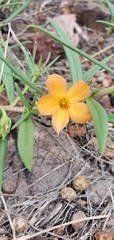 Talinum aurantiacum