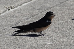 Hirundo rustica erythrogaster
