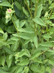 Rudbeckia heliopsidis