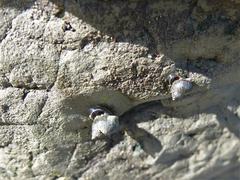 Austrolittorina cincta