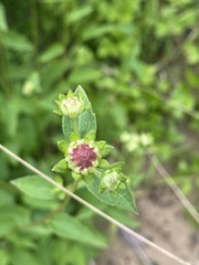 Rudbeckia heliopsidis