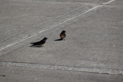 Hirundo rustica erythrogaster