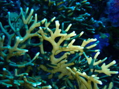 Millepora tenera