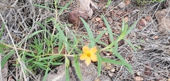 Talinum aurantiacum