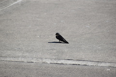 Hirundo rustica erythrogaster