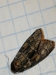 Cryphia fraudatricula