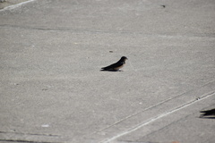 Hirundo rustica erythrogaster