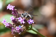 Triepeolus subnitens