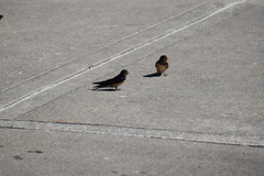 Hirundo rustica erythrogaster