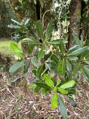 Drimys granadensis