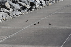 Hirundo rustica erythrogaster