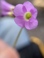 Oxalis magnifica