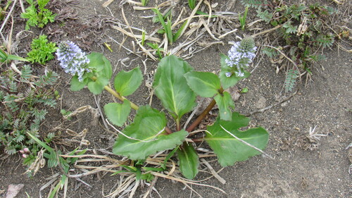 Image of Lagotis glauca by no rights reserved