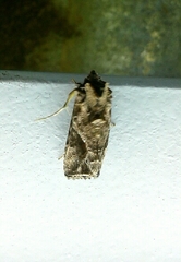 Ctenoplusia accentifera