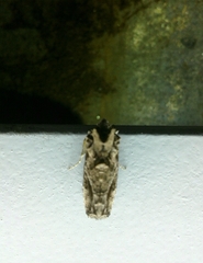 Ctenoplusia accentifera