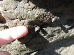 Austrolittorina cincta