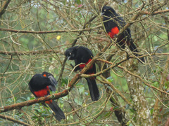 Red-Bellied Grackle photo 2