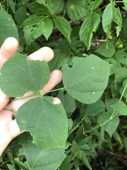 Phaseolus polystachios