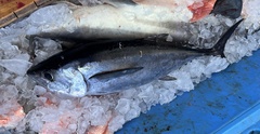 Thunnus atlanticus