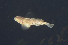Neogobius melanostomus