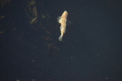 Neogobius melanostomus