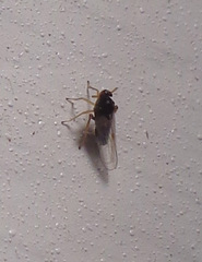 Pissonotus piceus