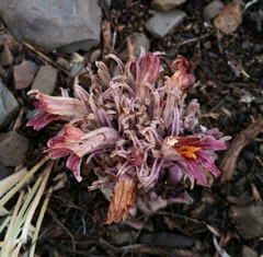 Aphyllon corymbosum