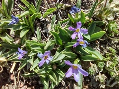 Primula angustifolia
