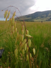 Bromus briziformis